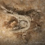 Imagem relacionada a Um pedaço de cordão de 50.000 anos sugere a inteligência neandertal, dizem os cientistas