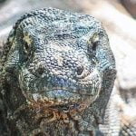 Imagem relacionada a Dragão de Komodo filmado com uma tartaruga na cabeça