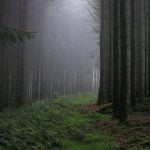 Imagem relacionada a Gritos de suposto Pé Grande são capturados em vídeo