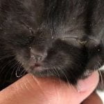 Imagem relacionada a Gatinho chamado Duo nasceu com dois rostos