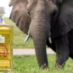 Imagem relacionada a Empresa vende gin infundido com esterco de elefante