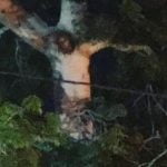 Imagem relacionada a Imagem de Jesus aparece em uma árvore na Colômbia