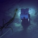 Imagem relacionada a Lulas em forma de sereia são capturadas em câmera de alto mar