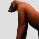 Imagem relacionada a Dente fóssil lança luz sobre o maior macaco do mundo