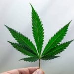 Imagem relacionada a Fumar maconha aumenta o risco de complicações do Covid-19