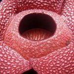 Imagem relacionada a Encontrada a maior flor do mundo