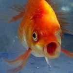 Imagem relacionada a Homem descobre uma aranha comendo seu peixinho dourado