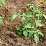 Imagem relacionada a Plantas 'gritam' quando estressadas, segundo estudo