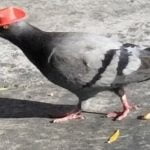 Imagem relacionada a Pombos são vistos usando minúsculos chapéus de cowboy