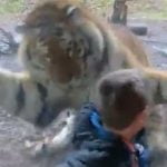 Imagem relacionada a Tigre ataca menino que estava atrás de barreira de vidro