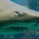 Imagem relacionada a Turista escocês desaparecido foi comido por um tubarão