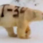 Imagem relacionada a Mistério envolve 'T-34' escrito em urso polar