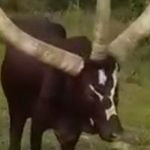 Imagem relacionada a Já viu uma vaca com três chifres?