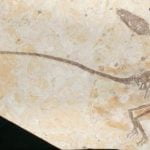 Imagem relacionada a Fóssil de 'dragão dançarino' é relativo ao velociraptor