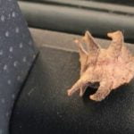 Imagem relacionada a Motorista filma inseto estranho rastejando em seu caminhão