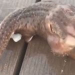 Imagem relacionada a Bizarro 'monstro marinho' de três tentáculos identificado