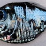 Imagem relacionada a Bizarro 'peixe Picasso' parece uma pintura