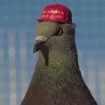 Imagem relacionada a Grupo lança pombos usando chapéus com dizeres políticos