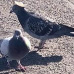 Imagem relacionada a Pombo é visto usando um sombrero