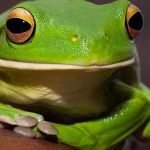 Imagem relacionada a Rã-arborícola-viva é encontrada dentro de uma pimenta verde