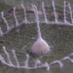 Imagem relacionada a Incrível 'silkhenge' filmado na Amazônia