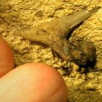 Imagem relacionada a Enorme tubarão pré-histórico encontrado em caverna