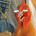 Imagem relacionada a Óculos anti-bicagem para galinha: para que serve?