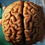 Imagem relacionada a Descobrindo os segredos do cérebro humano