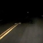 Imagem relacionada a Criatura estranha corre na frente do veículo