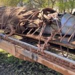Imagem relacionada a Crocodilo gigantesco capturado na Austrália