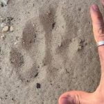 Imagem relacionada a Impressão de pata gigante desperta debate sobre felino na Austrália