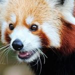 Imagem relacionada a Pandas vermelhos podem ser duas espécies distintas