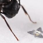 Imagem relacionada a Microchips 'voadores' podem usar o vento para rastrear a poluição do ar