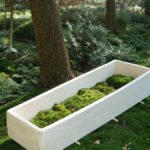 Imagem relacionada a O que é um caixão de cogumelo e por que você pode querer ser enterrado em um?