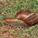 Imagem relacionada a Por que devemos eliminar os caramujos gigantes africanos?