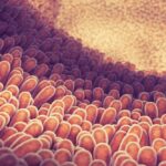 Imagem relacionada a Transplante de células intestinais de camundongos pode ser o novo tratamento para problemas digestivos