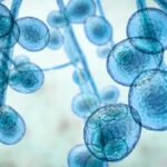 Imagem relacionada a O que é Sporothrix brasiliensis? Sintomas e tratamentos