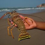 Imagem relacionada a Por que lagostas não conseguem sentir o sabor dos alimentos sem as patas?