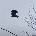 Imagem relacionada a Glitch na Matrix? Pássaro morto é filmado imóvel no ar