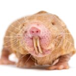 Imagem relacionada a Ratos toupeira pelados revelam segredos biológicos da fertilidade ao longo da vida