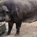 Imagem relacionada a Porcos superinteligentes invadem os Estados Unidos