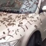 Imagem relacionada a Chuva de vermes surpreende moradores de Pequim e autoridades recomendam uso de guarda-chuvas