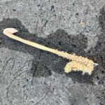 Imagem relacionada a Estranha criatura marinha encontrada em Sydney parece um saxofone