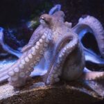 Free octopus image