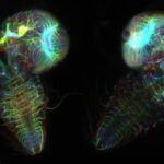 Imagem relacionada a Cientistas criam mapa detalhado do cérebro de larva de mosca-das-frutas