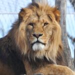 Imagem relacionada a Leão infectado com SARS-CoV-2 em zoológico transmite o vírus a cuidadores