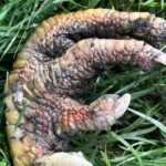 Imagem relacionada a Mulher encontra pata de ave parecida com dinossauro no jardim de sua casa