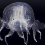 Imagem relacionada a Pesquisadores descobrem nova espécie de água-viva com caixa transparente e 24 olhos