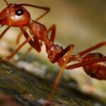 Imagem relacionada a Entomologista americano cataloga a dor de ser picado por insetos em índice