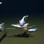 Imagem relacionada a Cientistas descobrem peixes a profundidades recordes no fundo do mar